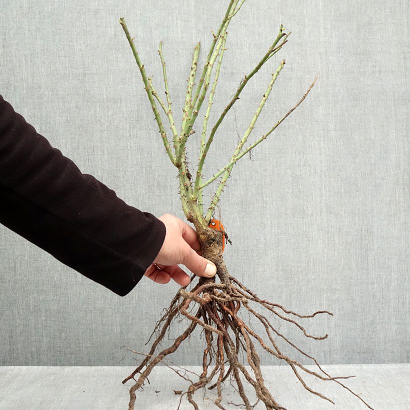 Example of Rosa Floribunda Bluebell Piante piccole a radice nuda as you get in hiver