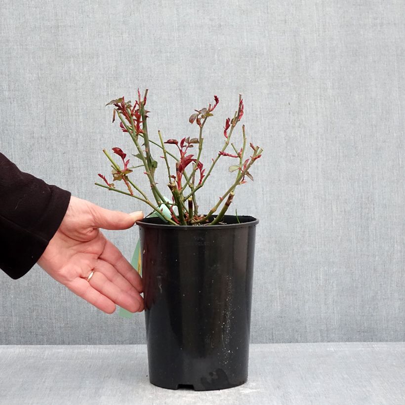 Rosa polyantha Bordeaux 'Korelamba' Vaso da 4L/5L esemplare consegnato in inverno