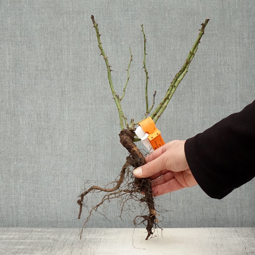 Example of Rosa Floribunda Botticelli Piante piccole a radice nuda as you get in hiver