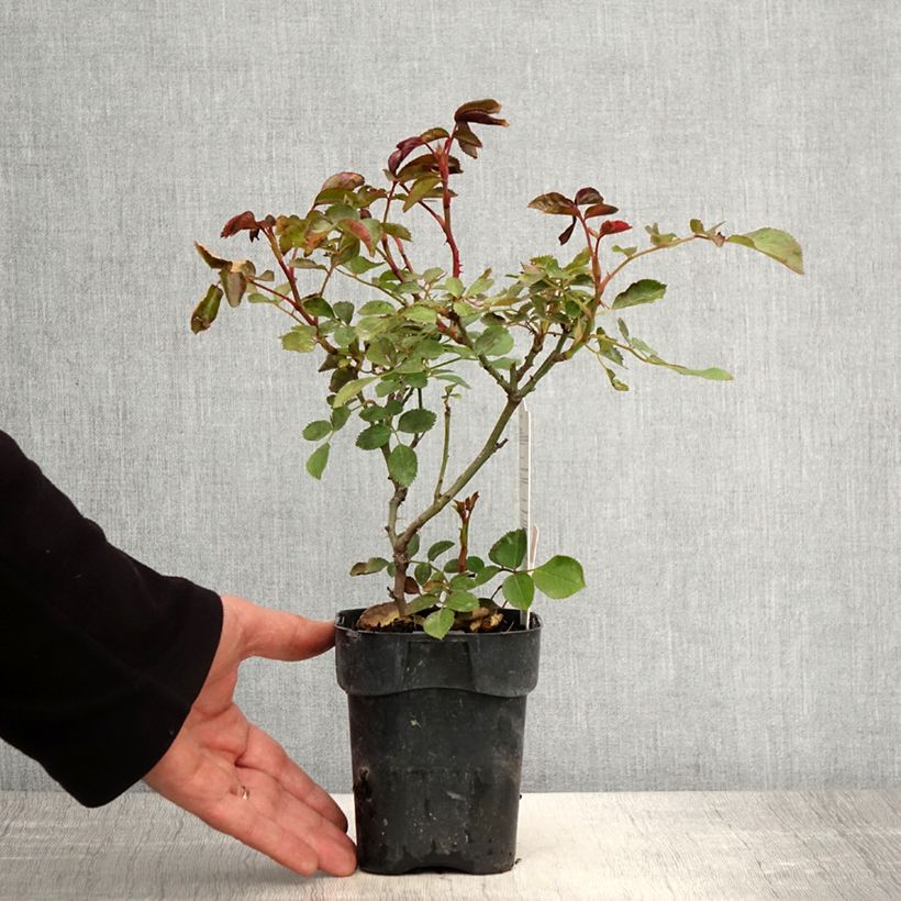 Example of Rosa Floribunda Botticelli Vaso da Ø 10 cm/11 cm as you get in printemps