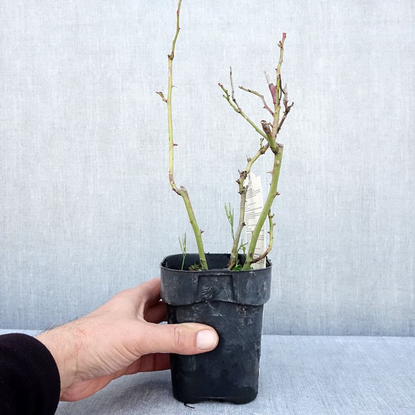 Esemplare di Rosa Floribunda Botticelli Vaso da Ø 10 cm/11 cm come consegnato in autunno