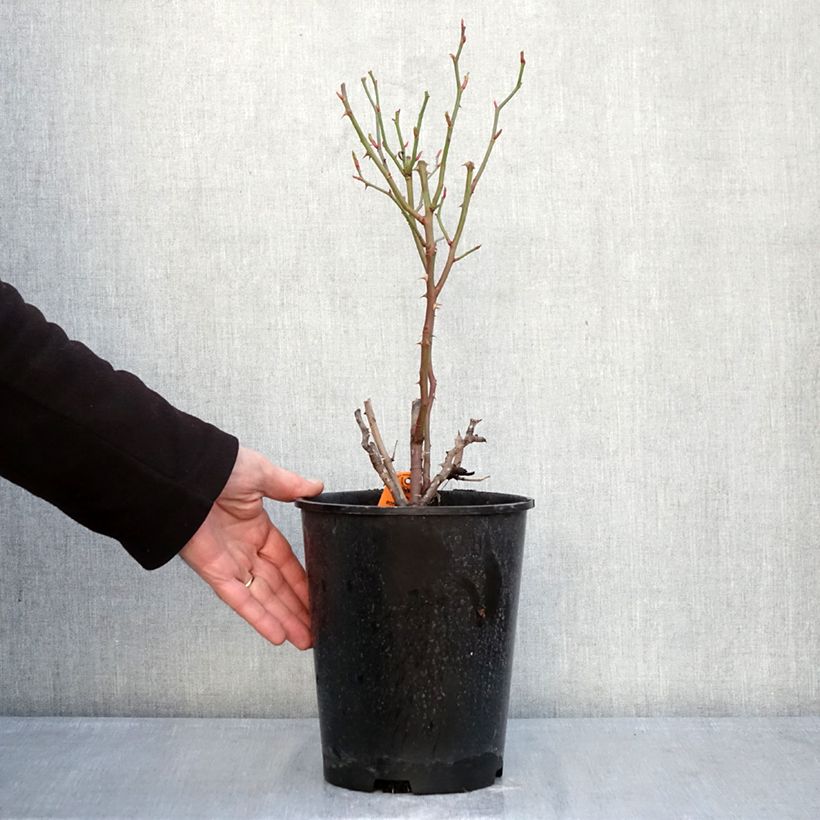 Example of Rosa Floribunda Botticelli Vaso da 4L/5L as you get in hiver