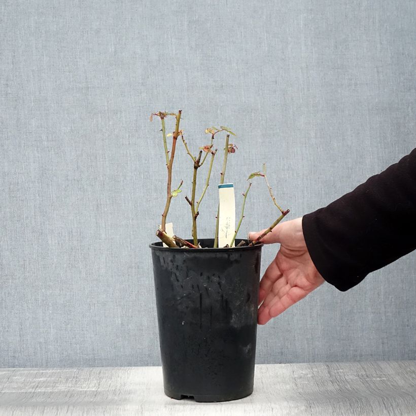 Esemplare di Rosier à fleurs groupées Caroline's Heart Pot de 4L/5L come consegnato in autunno
