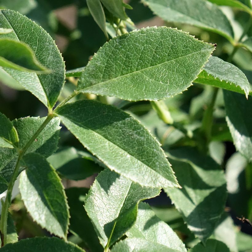 Rosa Floribunda Carte Blanche (Foliage)