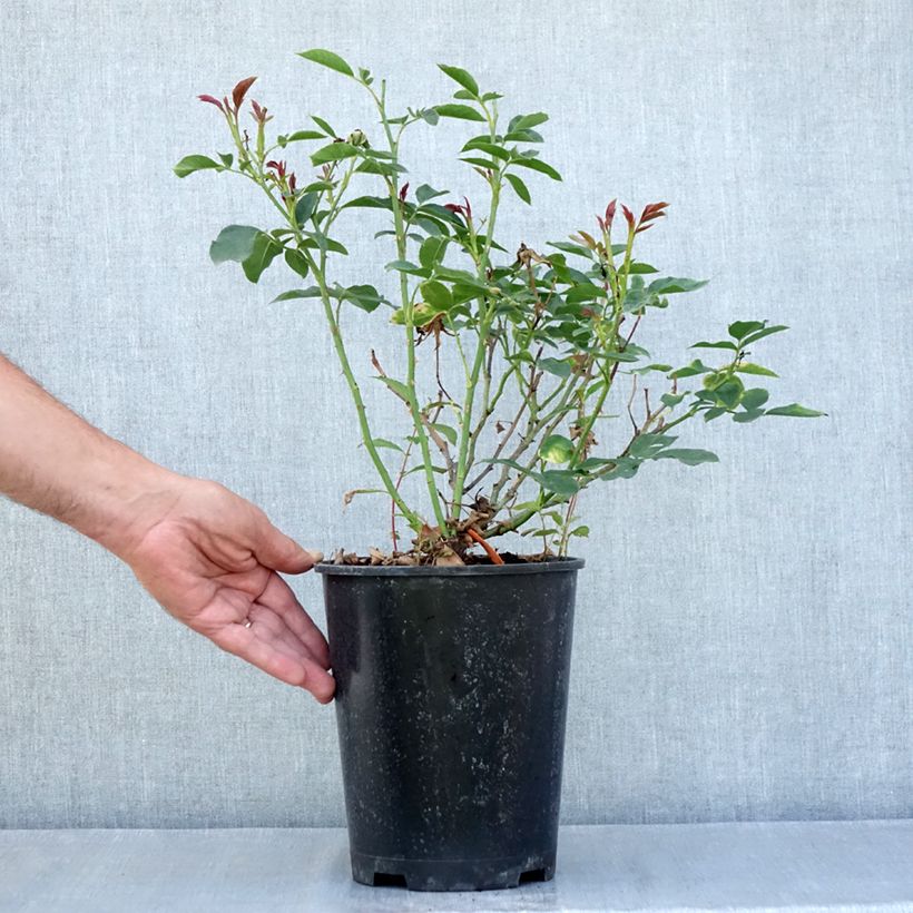 Example of Rosa Floribunda Carte Blanche Vaso da 4L/5L as you get in ete