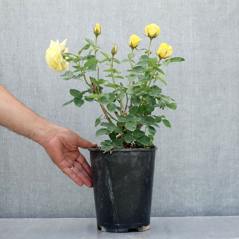 Example of Rosa Floribunda Carte d'Or Vaso da 4L/5L as you get in ete