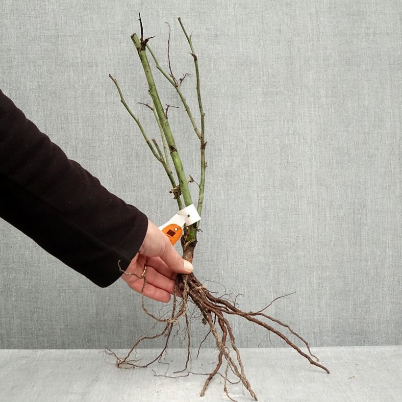 Example of Rosa Floribunda Carte d'Or Piante piccole a radice nuda as you get in hiver