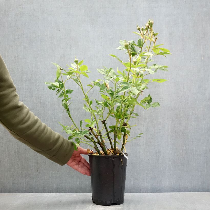 Rosa polyantha Catherine Meurisse Vaso da 4L/5L esemplare consegnato in primavera