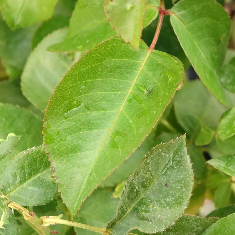 Rosa floribunda Chalon en Bourgogne (Fogliame)