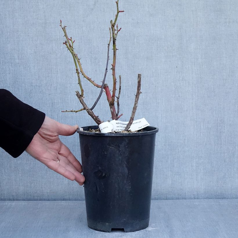 Rosa floribunda Chalon en Bourgogne Vaso da 4L/5L esemplare consegnato in inverno