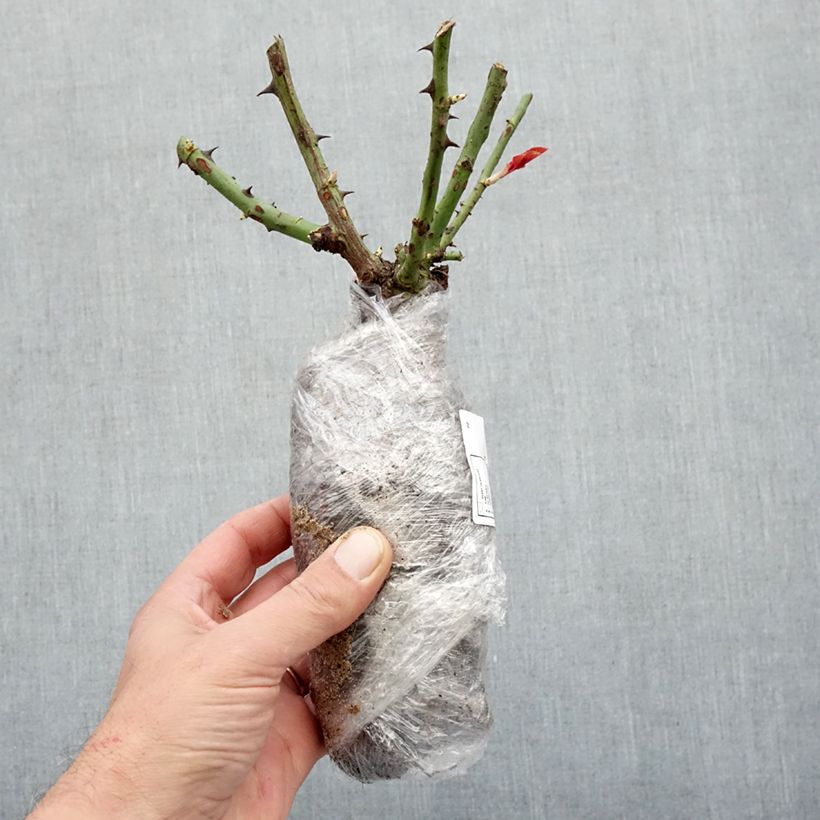 Rosa floribunda Chalon en Bourgogne Piante piccole a radice nuda esemplare consegnato in inverno