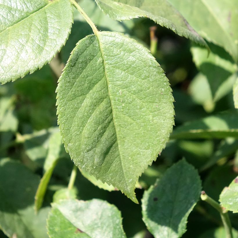 Rosa Floribunda Charles Aznavour (Fogliame)