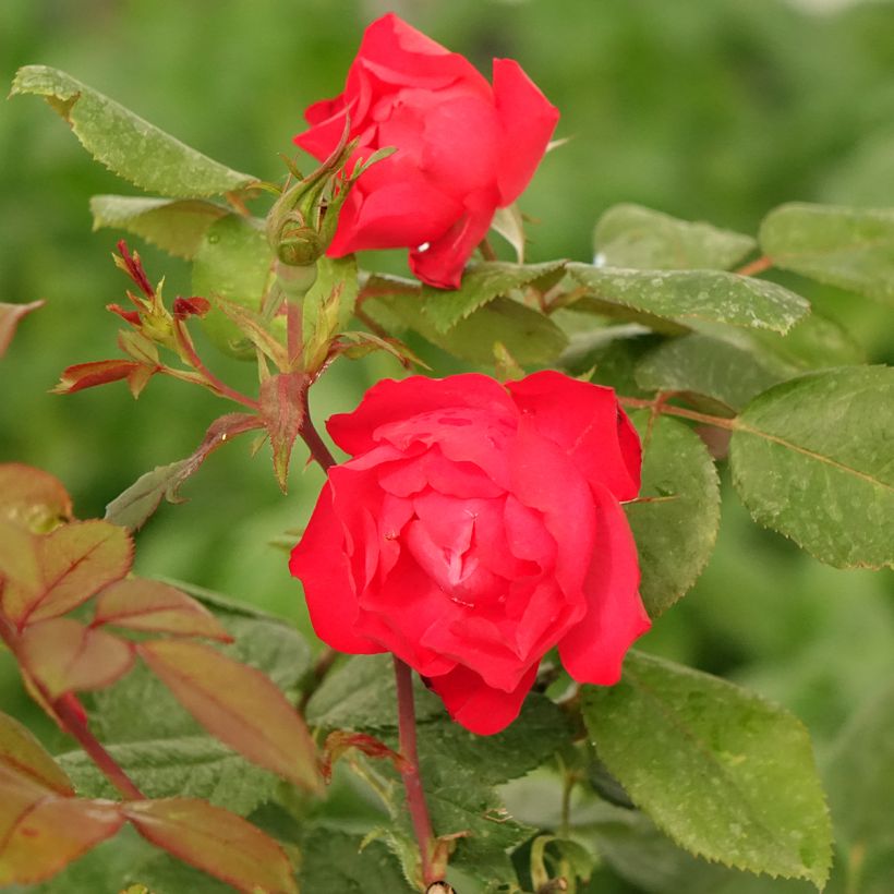 Rosa Floribunda Cherry Bonica (Fioritura)