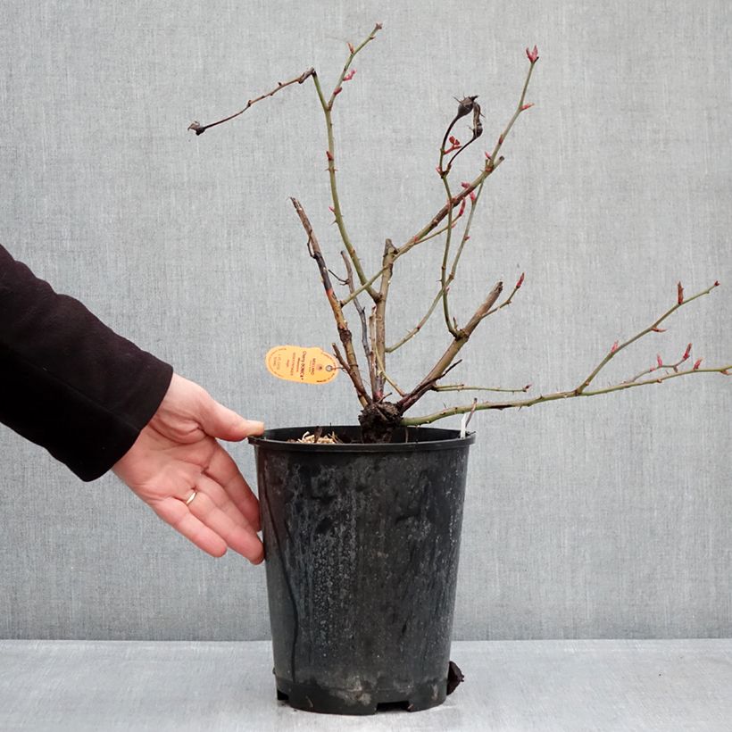 Rosa Floribunda Cherry Bonica Vaso da 4L/5L esemplare consegnato in inverno