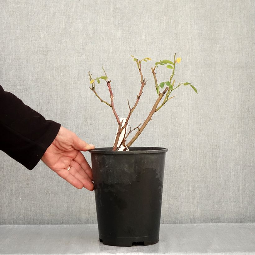 Esemplare di Rosa moscata Comtesse André d'Oultremont Vaso da 4L/5L come consegnato in autunno