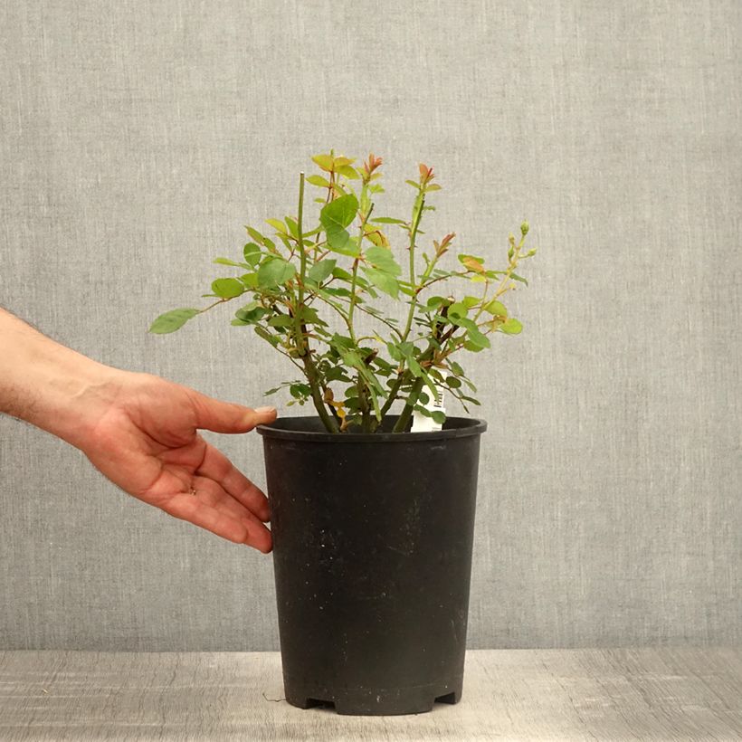 Example of Rosa moscata Comtesse André d'Oultremont Vaso da 4L/5L as you get in printemps