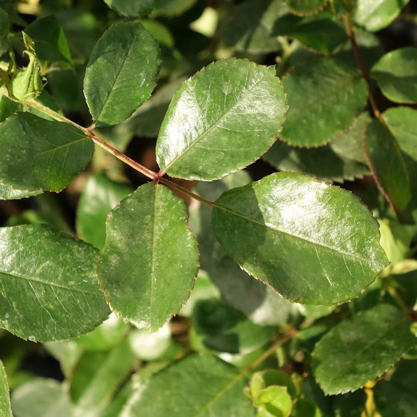 Rosa polyantha Fantasia Coral Lions-Rose (Foliage)