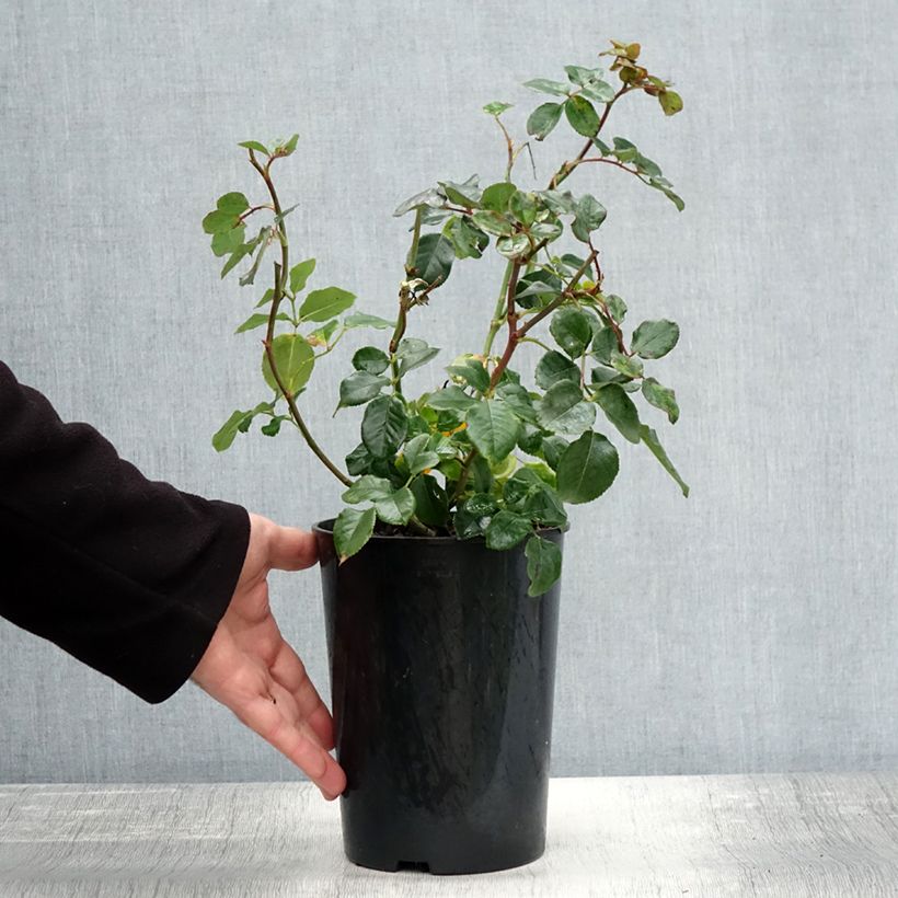 Esemplare di Rosa polyantha Fantasia Coral Lions-Rose Vaso da 3L/4L come consegnato in autunno