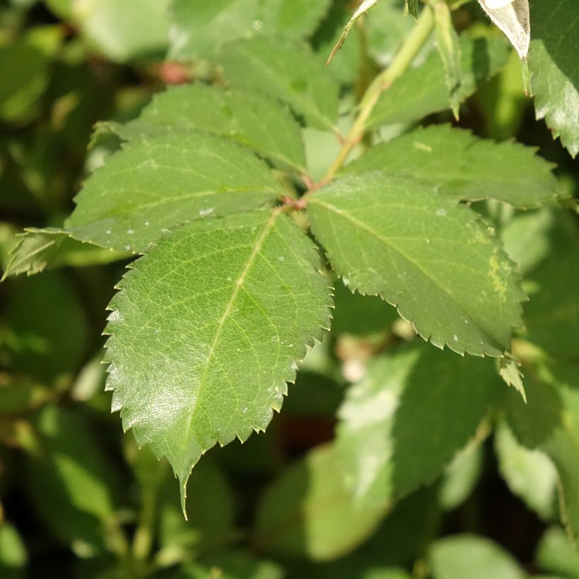 Rosa polyantha Crème Chantilly 'Meiradena' (Fogliame)