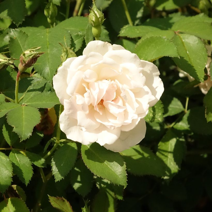 Rosa polyantha Crème Chantilly 'Meiradena' (Fioritura)