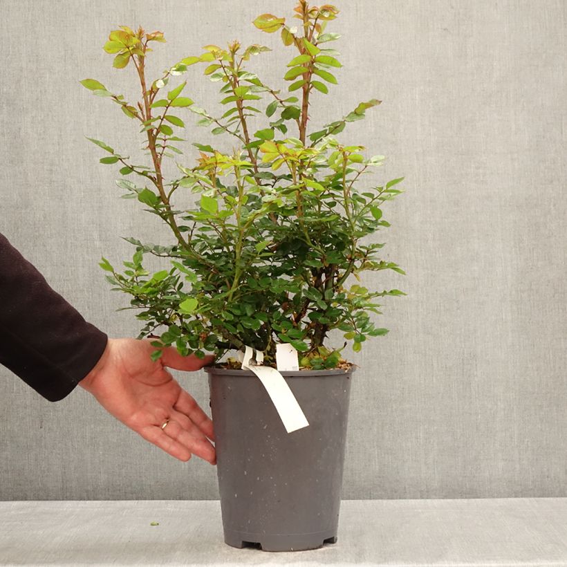Rosa Don Pacello Vaso da 4L/5L esemplare consegnato in primavera