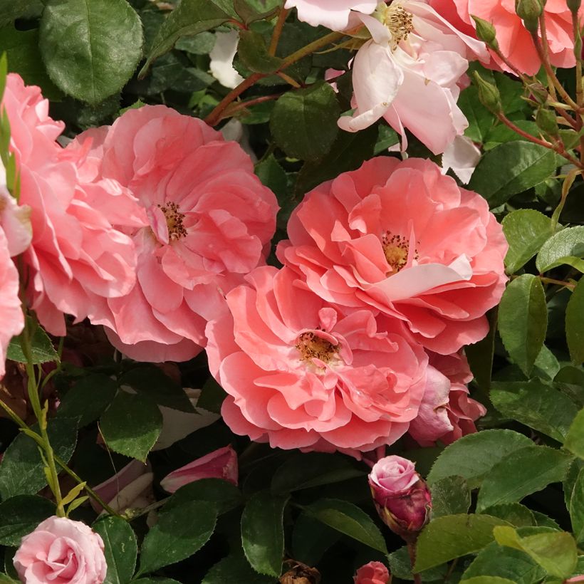 Rosa polyantha Favorite (Fioritura)