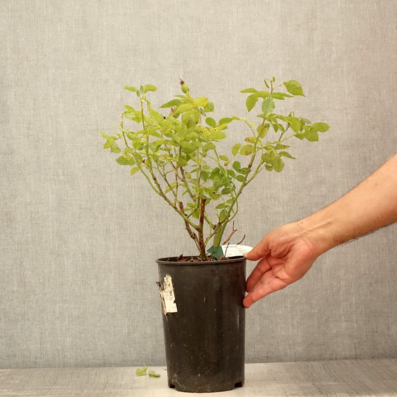 Esemplare di Rosa polyantha Favorite Vaso da 4L/5L consegnato in estate