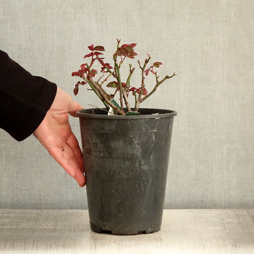 Example of Rosa polyantha Favorite Vaso da 4L/5L as you get in hiver