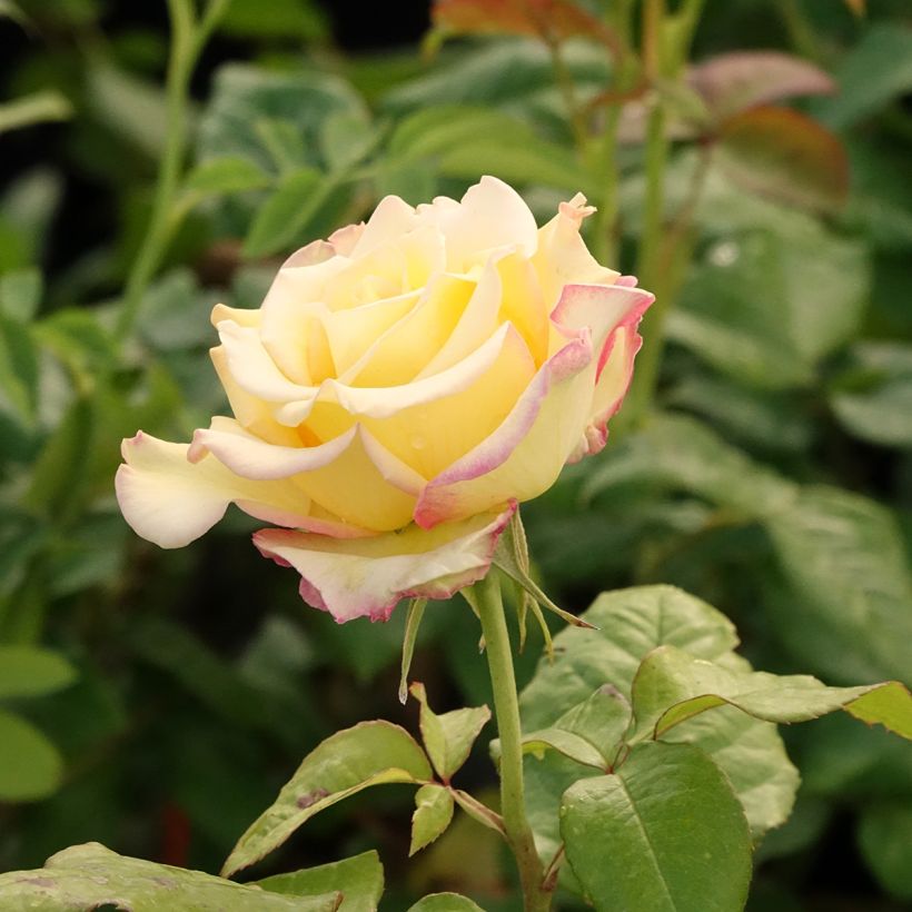 Rosa Floribunda Flame Origami (Fioritura)