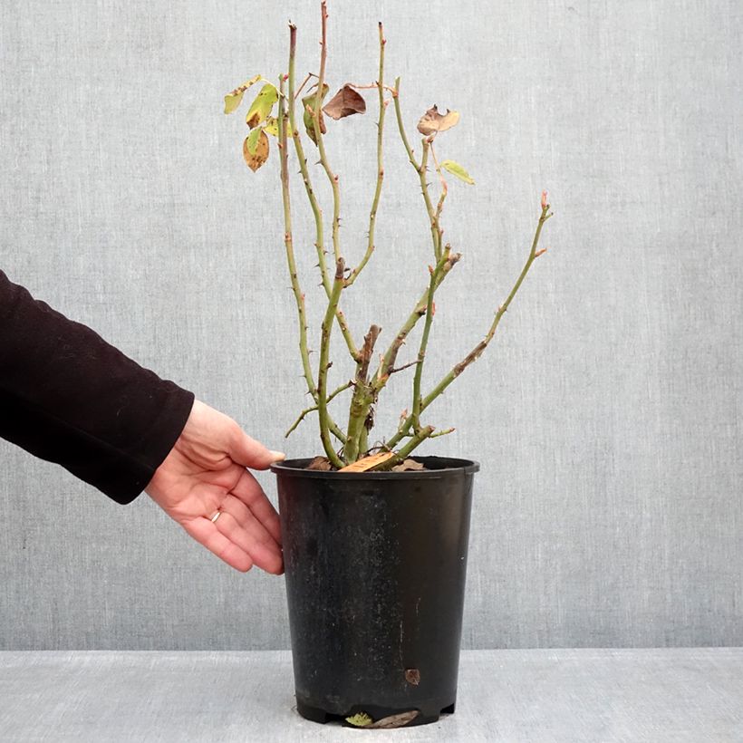 Rosa Floribunda Flame Origami Vaso da 4L/5L esemplare consegnato in inverno