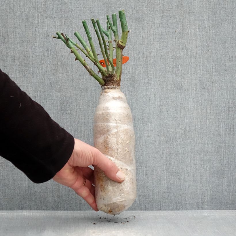 Rosa Floribunda Flame Origami Zolla a radice nuda esemplare consegnato in inverno