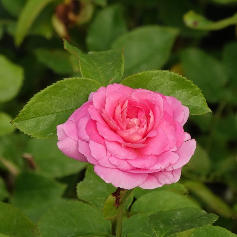 Rosa polyantha Folle Courtisane Delparfroni (Fioritura)