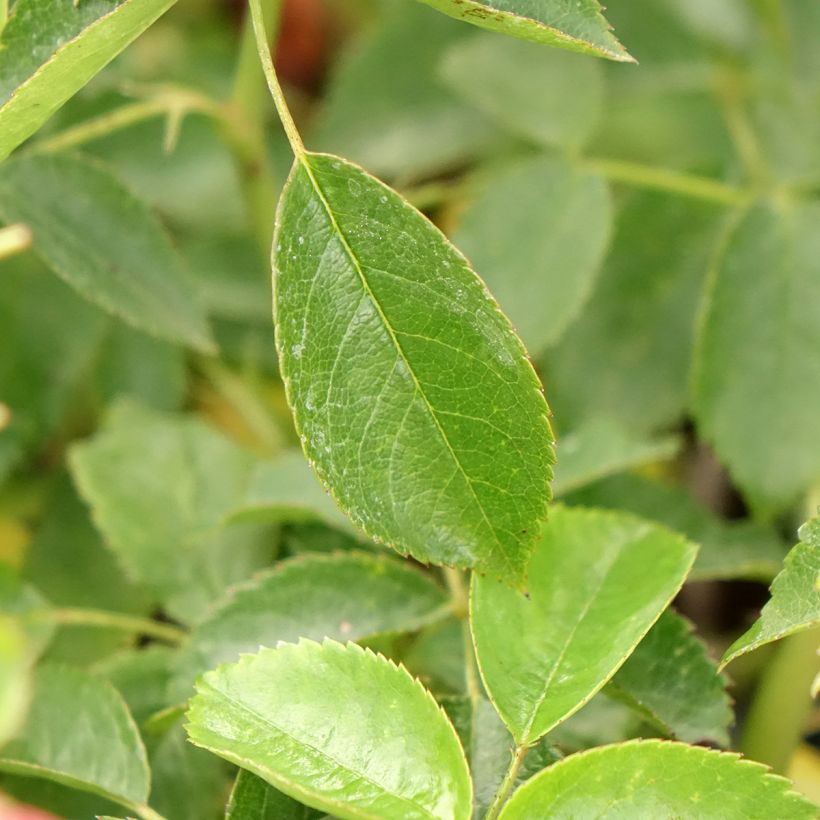 Rosa polyantha Folle Framboise (Fogliame)