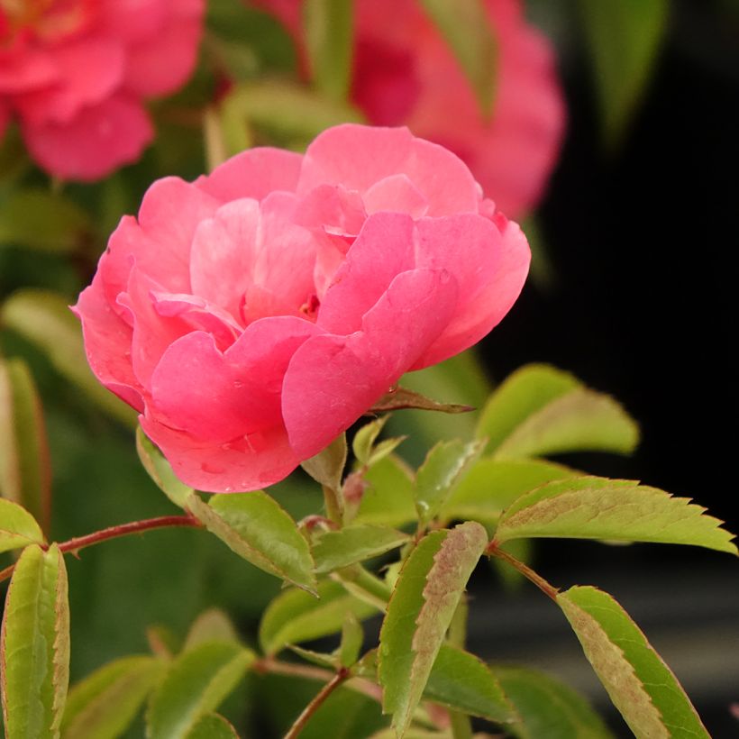 Rosa polyantha Folle Framboise (Fioritura)