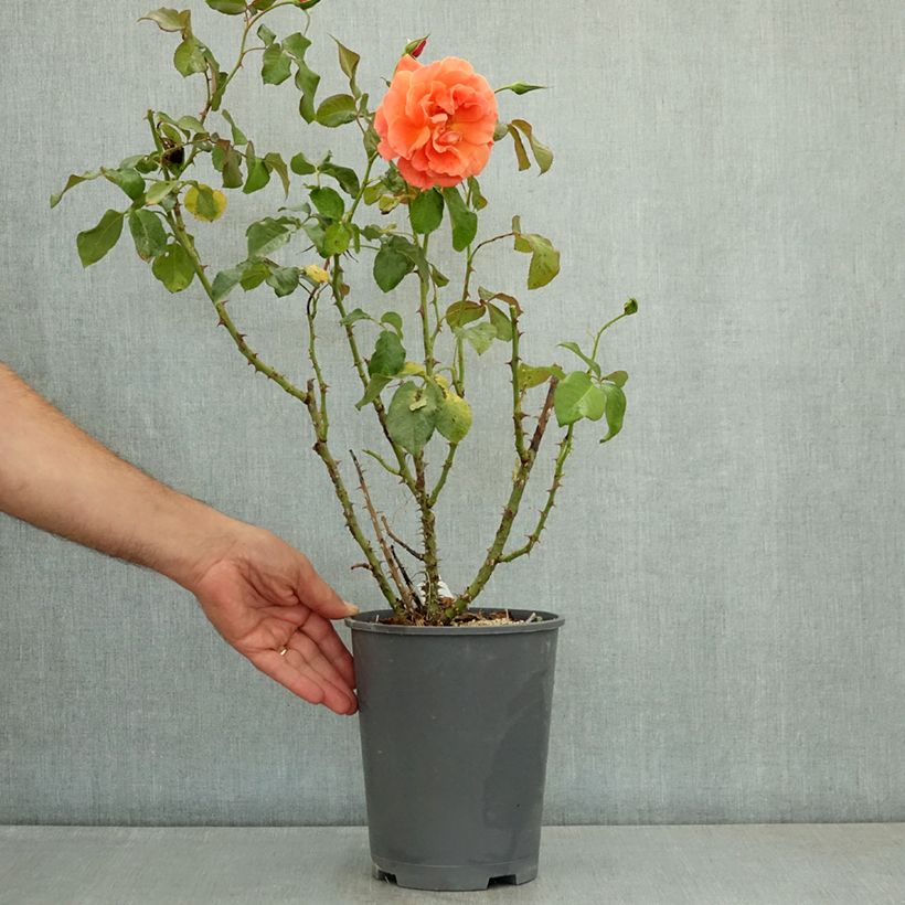 Esemplare di Rosa polyantha François Mauriac Vaso da 4L/5L consegnato in estate