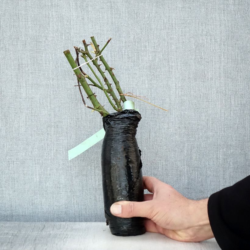 Example of Rosa Floribunda Garden of Roses Zolla a radice nuda as you get in hiver