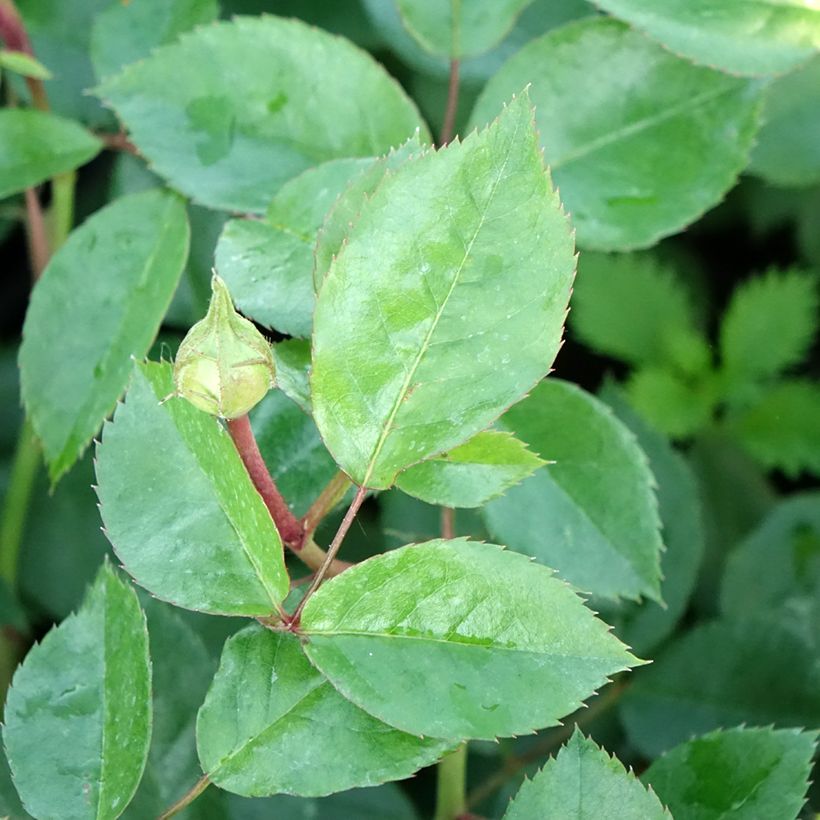 Rosa Floribunda Garden of Roses (Foliage)