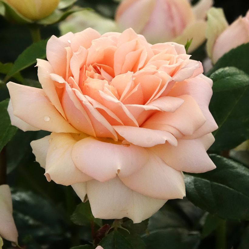 Rosa Floribunda Garden of Roses (Fioritura)