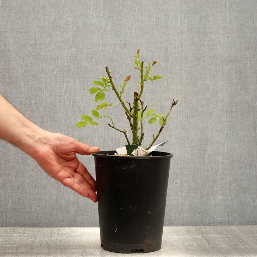 Example of Rosa polyantha Greensleeves Vaso da 4L/5L as you get in printemps