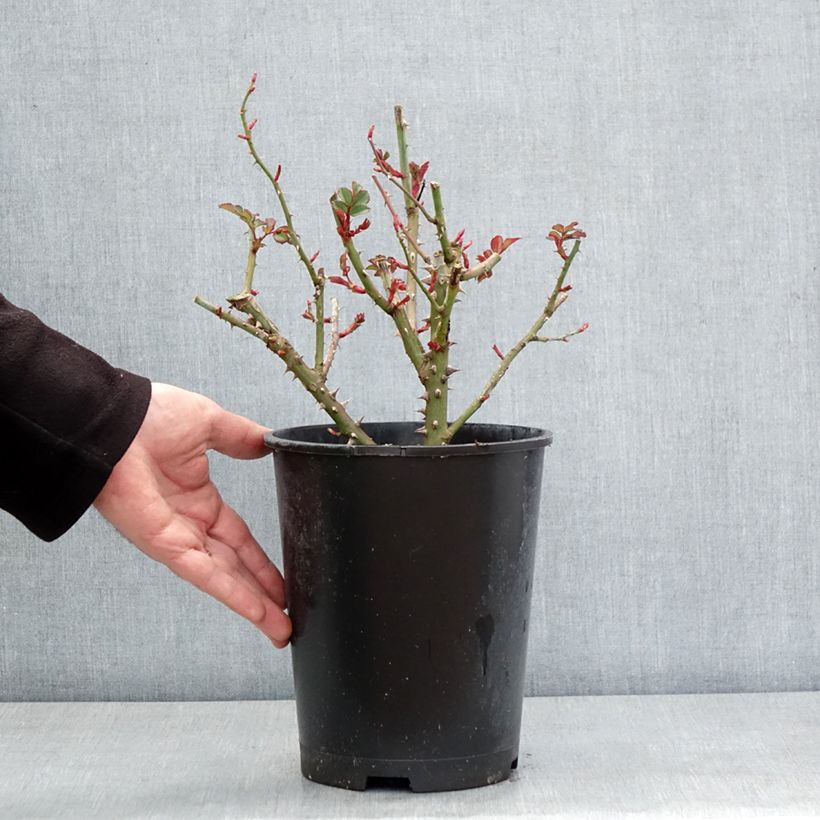 Example of Rosa polyantha Hedge Charmers Vaso da 4L/5L as you get in hiver