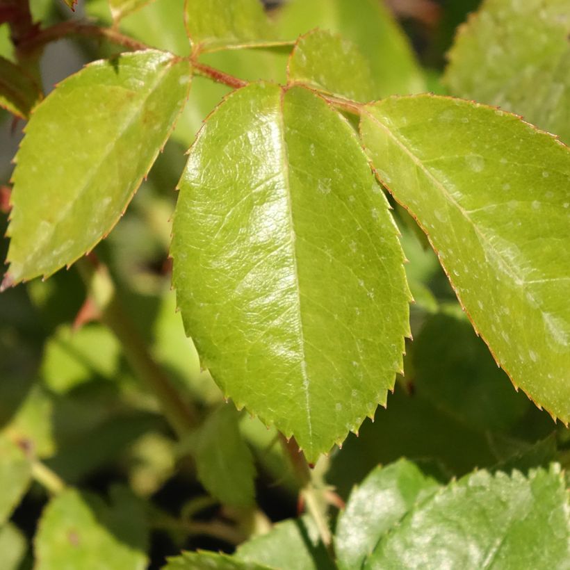 Rosa polyantha Hot Cocoa Wekpaltlez (Foliage)