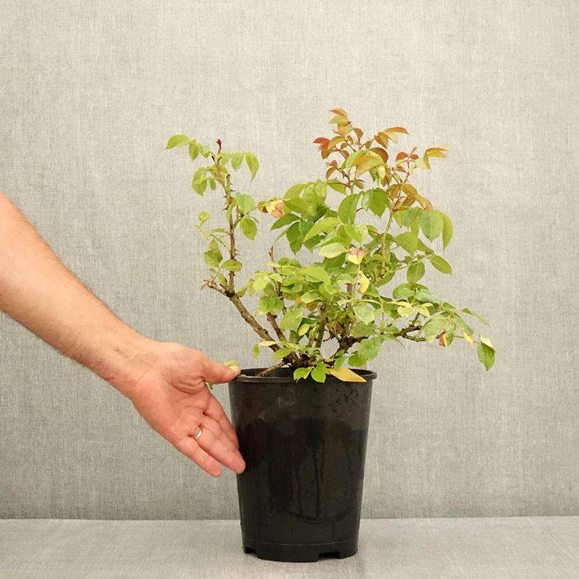 Example of Rosa polyantha Hot Cocoa Wekpaltlez Vaso da 4L/5L as you get in ete