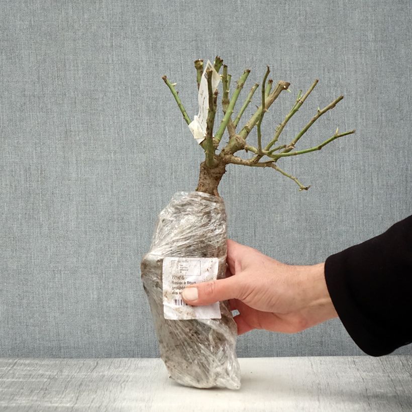 Rosa Floribunda Bianca Iceberg (Schneewittchen) Zolla a radice nuda esemplare consegnato in inverno