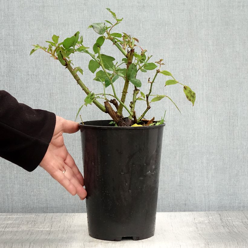 Esemplare di Rosier à fleurs groupées Iceberg (Fée des neiges) Pot de 4L/5L come consegnato in autunno
