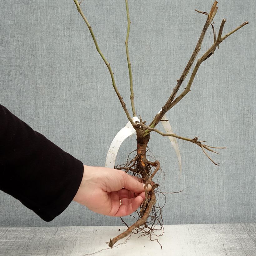 Rosa Floribunda Bianca Iceberg (Schneewittchen) Piante piccole a radice nuda esemplare consegnato in inverno