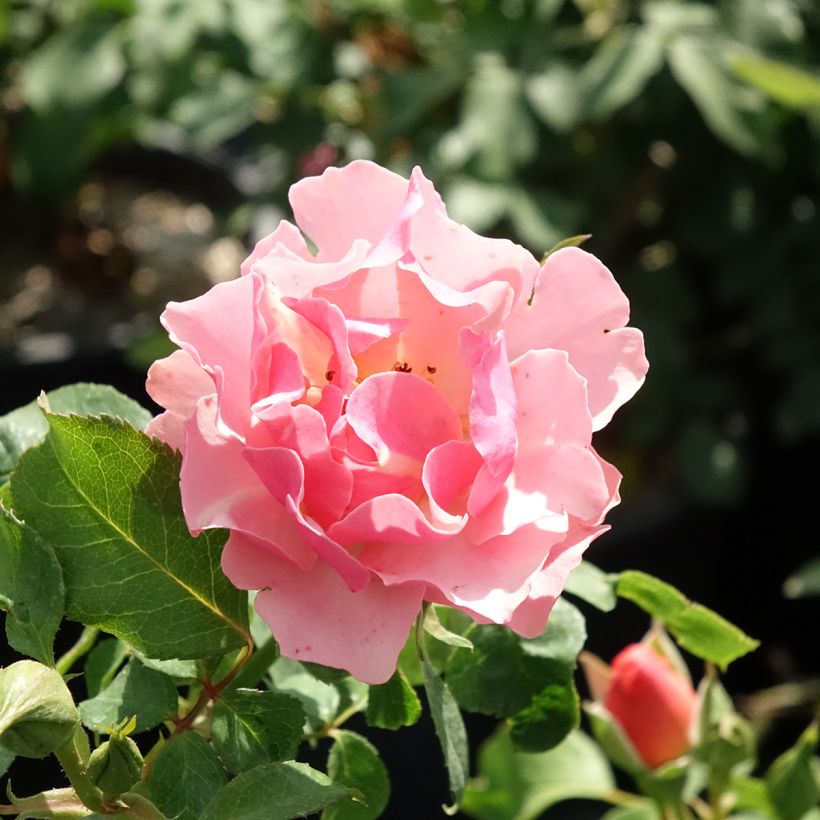 Rosa Floribunda Jean Cocteau (Fioritura)