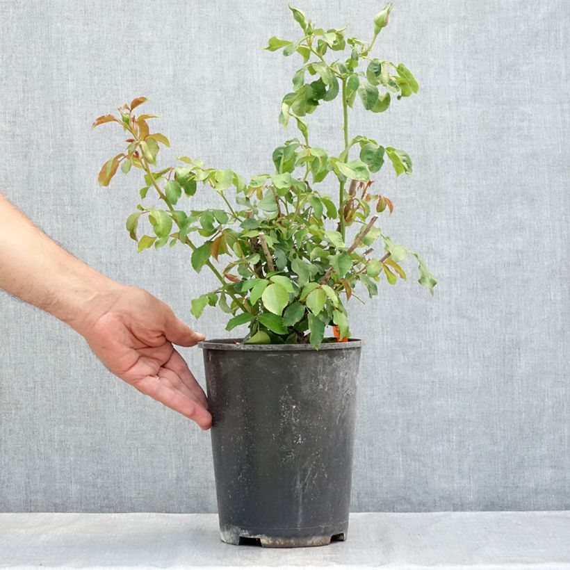 Esemplare di Rosa Floribunda Jean Cocteau Vaso da 4L/5L consegnato in estate