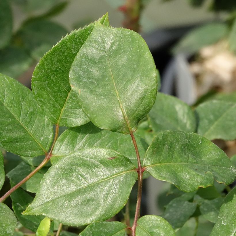 Rosa Floribunda Julio Iglesias Meistemon (Fogliame)