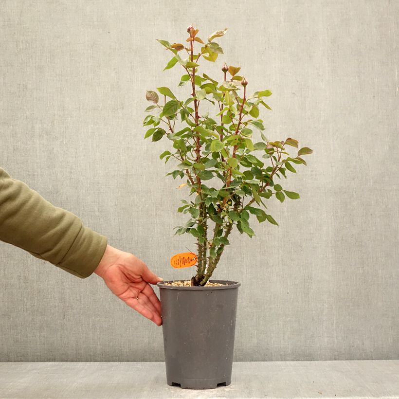 Rosa Floribunda Julio Iglesias Meistemon Vaso da 4L/5L esemplare consegnato in primavera