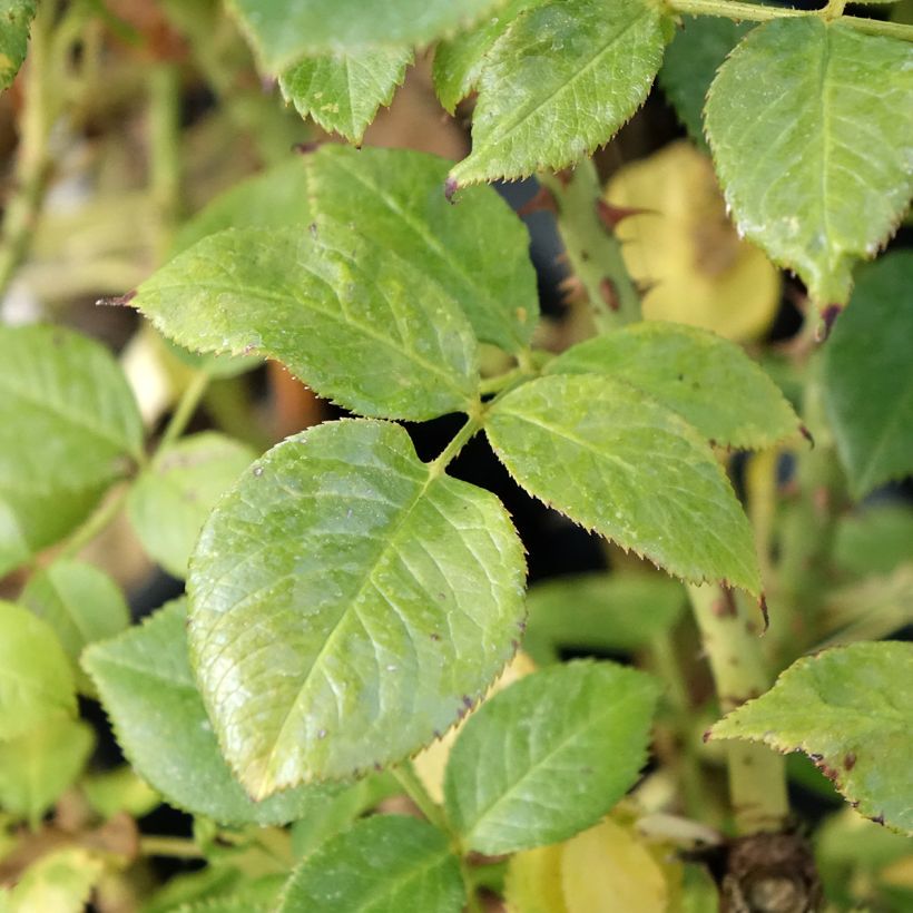 Rosa polyantha La Sauvagine Terre et Passion (Fogliame)